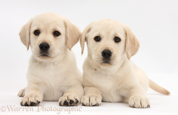 Yellow Labrador Retriever puppies, 8 weeks old, lying with heads up, white background