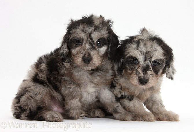 Two cute black-and-grey merle Daxiedoodle pups, white background