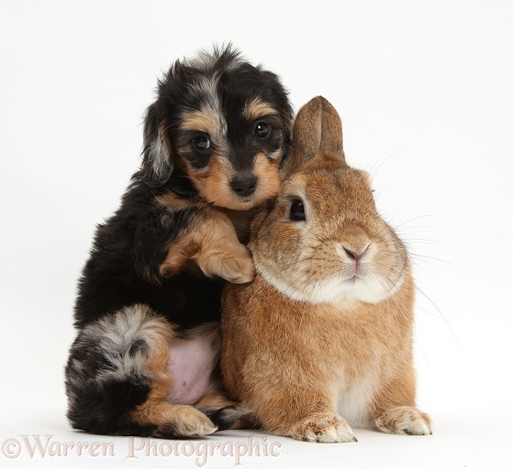 Black-and-tan Daxie-doodle pup with Netherland Dwarf-cross rabbit, Peter, white background
