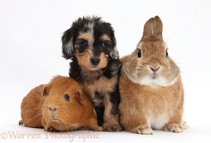 Black-and-tan Daxie-doodle pup with red Guinea pig and Netherland Dwarf-cross rabbit, Peter, white background