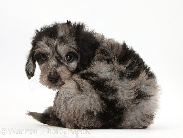 Cute black-and-grey Daxiedoodle puppy looking round, white background