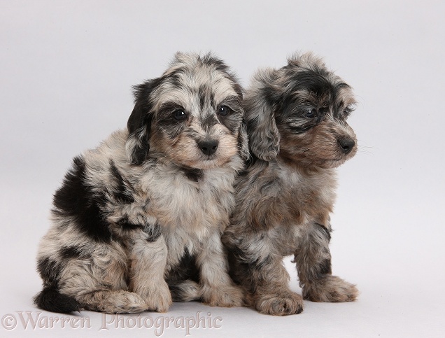 Black-and-grey merle Daxiedoodle pups on grey background
