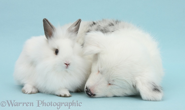 Mostly white Border Collie pup, Gracie, 8 weeks old, sleeping with white fluffy rabbit, on blue background