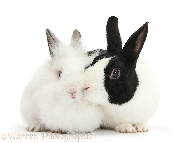 Black Dutch rabbit and white baby bunny, white background