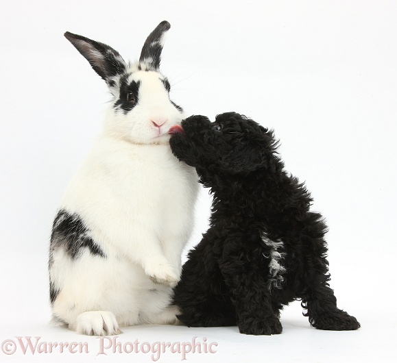 Black Toy Labradoodle puppy with black-and-white rabbit, Bandit, white background