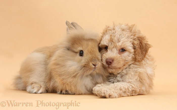 Toy Labradoodle puppy and Lionhead-cross rabbit on beige background