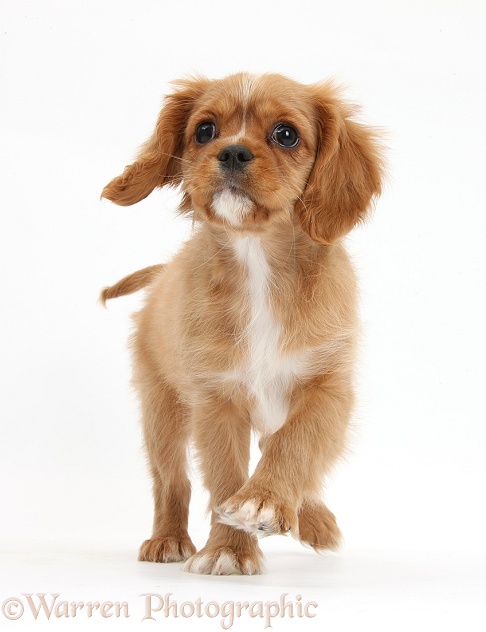 Ruby Cavalier King Charles Spaniel pup, Star, trotting forward, white background