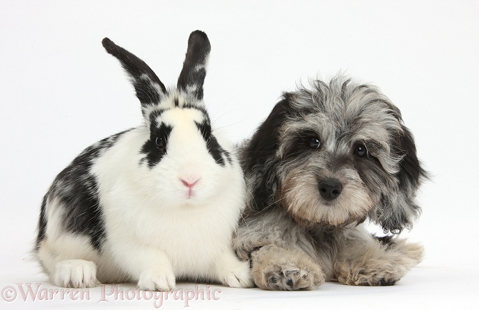 Fluffy black-and-grey Daxie-doodle pup, Pebbles, with black-and-white rabbit, Bandit, white background