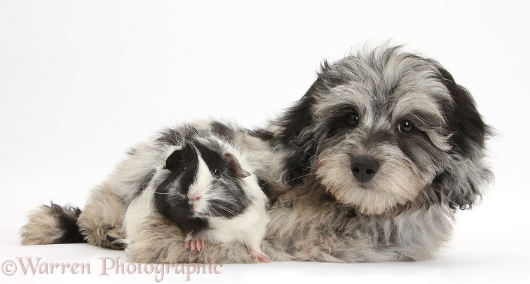 Fluffy black-and-grey Daxie-doodle pup, Pebbles, with black-and-white Guinea pig, white background
