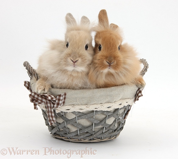 Two Lionhead-cross bunnies in a basket, white background