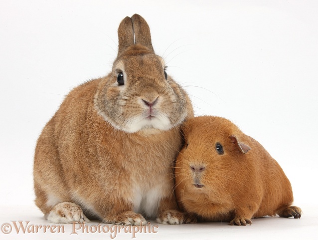 Netherland Dwarf-cross rabbit, Peter, and red Guinea pig, white background