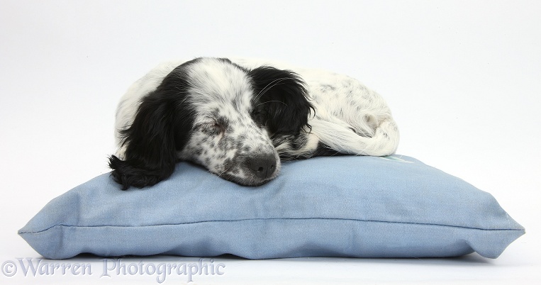 Black-and-white Border Collie x Cocker Spaniel puppy, 11 weeks old, asleep on a blue cushion, white background