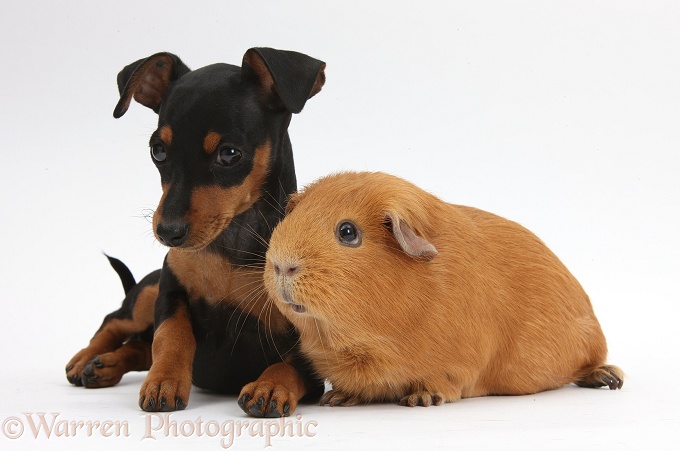 Miniature Pinscher puppy, Orla, with red Guinea pig, white background
