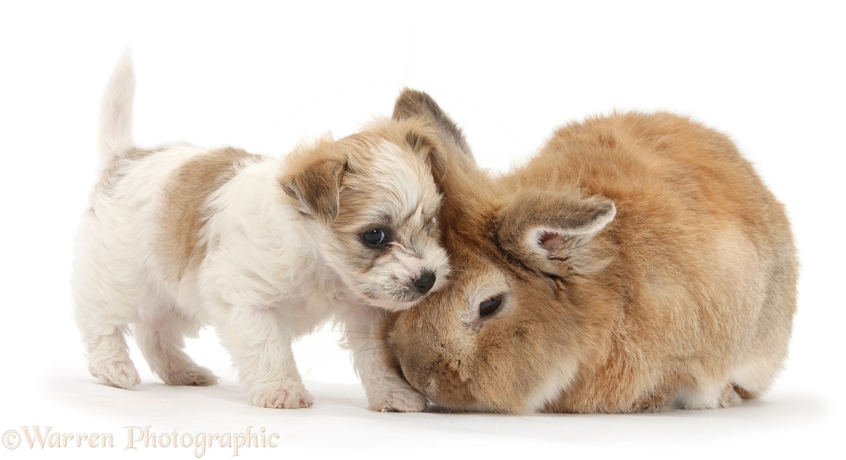 Bichon Frise x Yorkshire Terrier pup, 6 weeks old, and Sandy rabbit, Tedson, white background