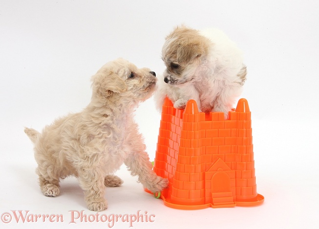 Bichon Frise x Yorkshire Terrier pups, 6 weeks old, playing I'm the king of the castle with a seaside bucket, white background