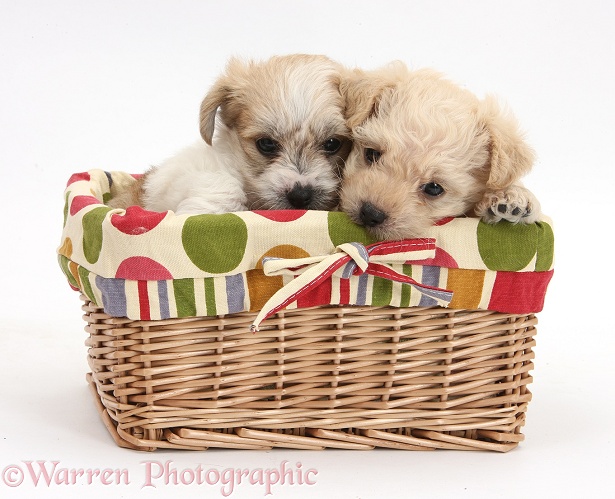 Bichon Frise x Yorkshire Terrier pups, 6 weeks old, in a wicker basket, white background