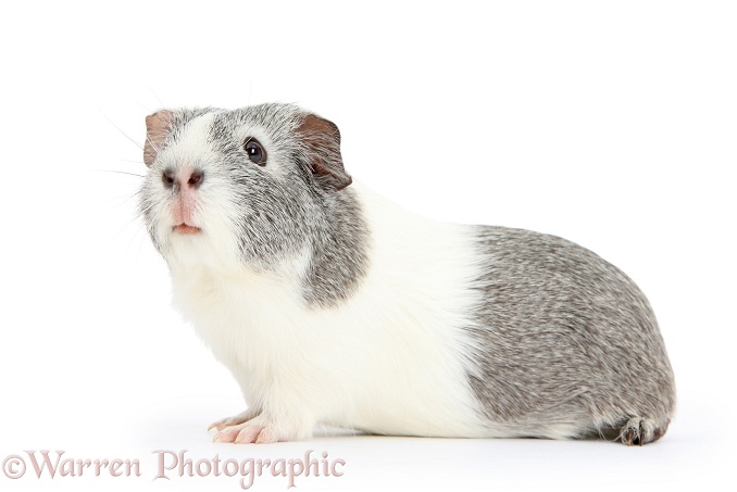 Silver-and-white Guinea pig, white background