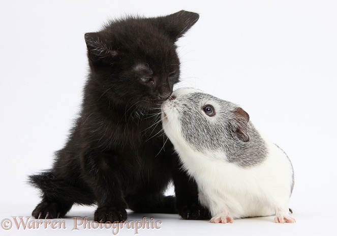 Black kitten and silver-and-white Guinea pig kissing, white background