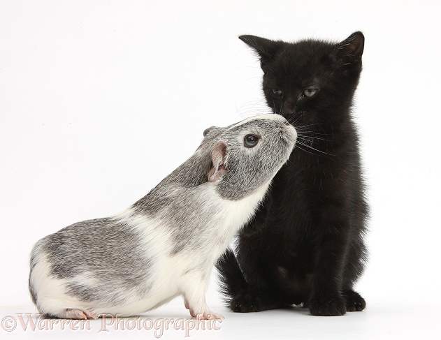 Black kitten and silver-and-white Guinea pig, white background