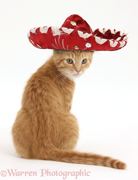 Ginger kitten, Tom, 3 months old, looking over his shoulder, wearing a Mexican hat, white background
