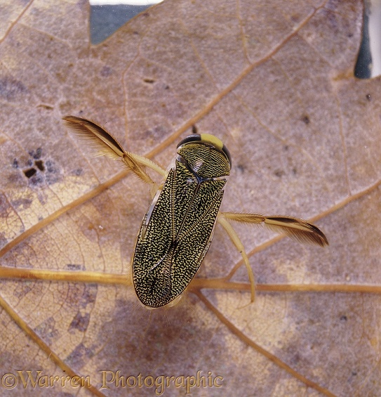 Water Boatman (Corixa punctata) resting on a leaf at the bottom of a pond.  Europe