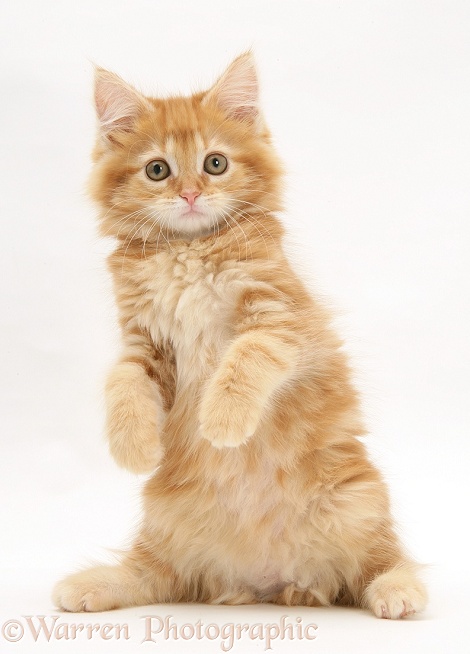 Ginger Maine Coon kitten, white background