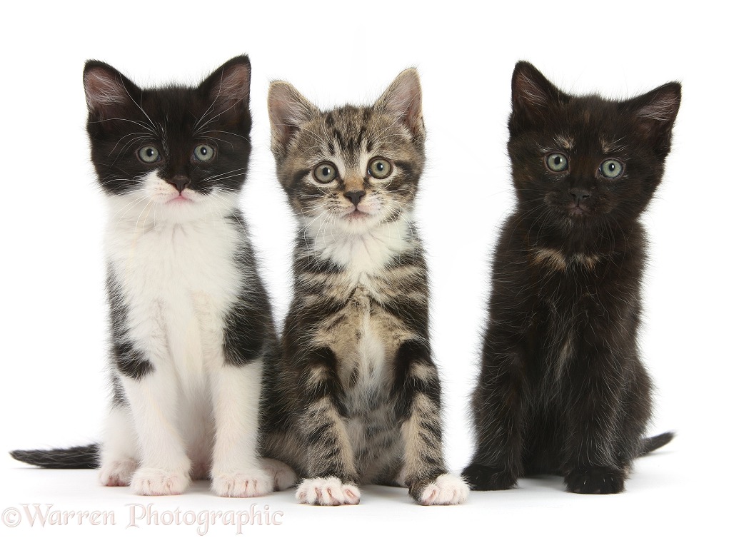 Three kittens together, white background