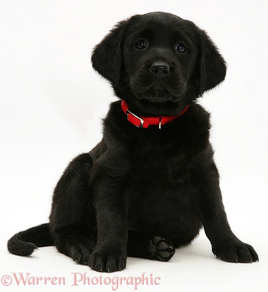 Black Goldador puppy with red collar, sitting, white background