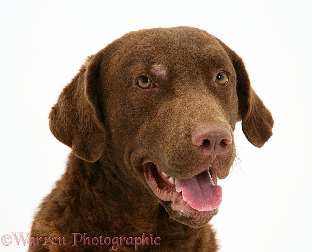 Chesapeake Bay Retriever dog, Teague, with patch of skin condition above his eye, white background