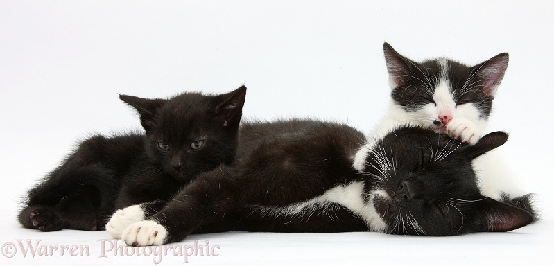Black-and-white tuxedo mother cat and kittens, 7 weeks old, white background