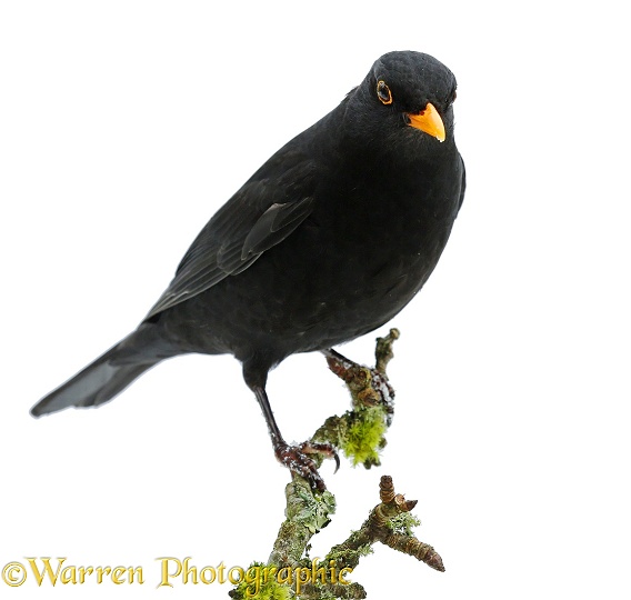 Blackbird (Turdus merula) cock, white background