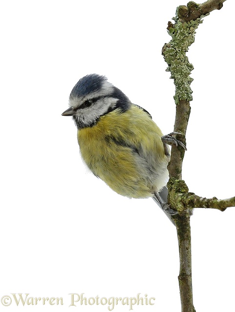 Blue Tit (Parus caeruleus) on apple twig, white background