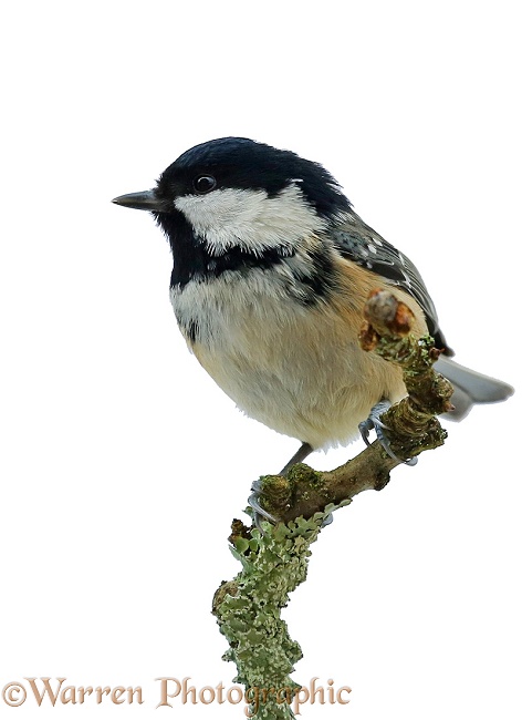 Coal Tit (Parus ater) on apple twig, white background
