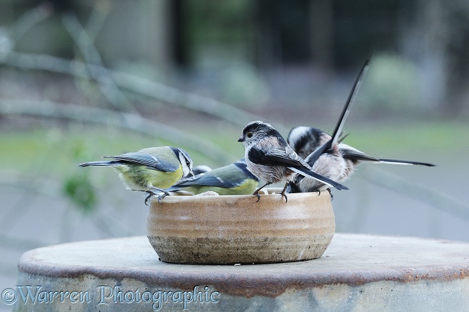 Long-tailed Tits (Aegithalos caudatus) with Blue Tits (Parus caeruleus) feeding from bowl