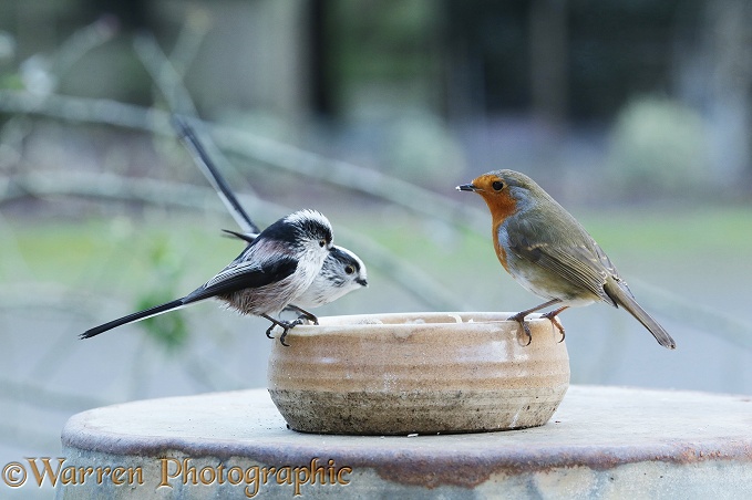 Long-tailed Tits (Aegithalos caudatus) with Robin (Erithacus rubecula) feeding from bowl