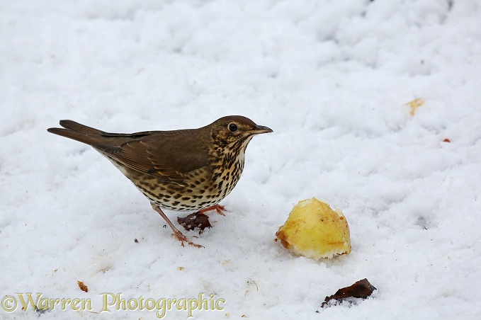 Song Thrush (Turdus philomelos) in snow eating apple