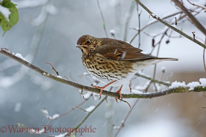 Song Thrush (Turdus philomelos) in snow