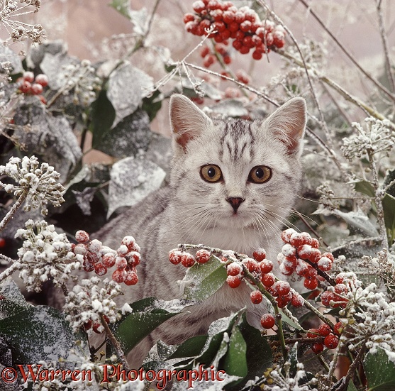 Portrait of silver-spotted kitten (Peregrine x Thisbe), 4 months old, among snowy holly berries and ivy flowers