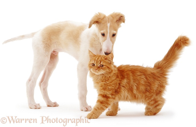 Borzoi pup, Aloyisous, 12 weeks old, with ginger kitten, white background