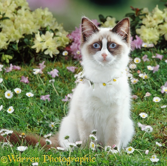 Ragdoll cat, Goggles, wearing a daisy chain