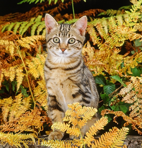 Tabby kitten and bracken