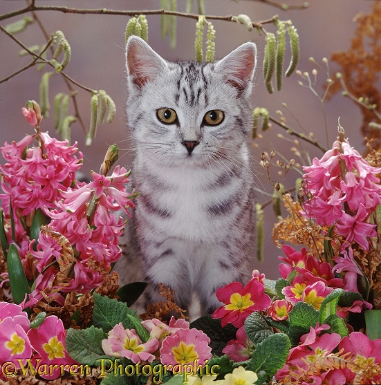 Silver tabby kitten among pink hyacinths and primulas with hazel catkins