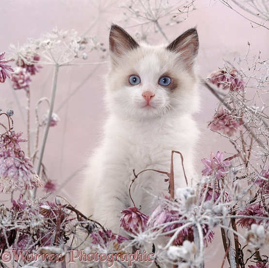 Blue-eyed bicolour ragdoll-cross kitten, Fergus, among snowy everlasting daisies and cow parsley deadheads
