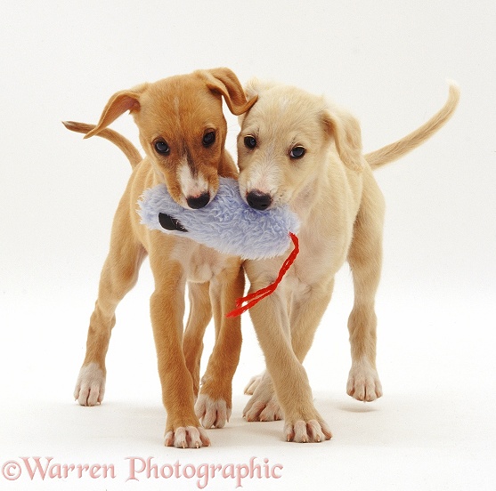 Yellow and Gold Saluki puppies, 12 weeks old, playing with a soft toy, white background