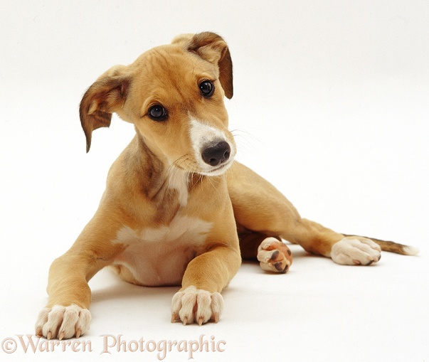 Blue-fawn Whippet Lurcher pup Tandy, 9 weeks old, white background