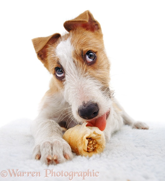 Lurcher pup, Kipling, enjoying a rawhide chew, white background