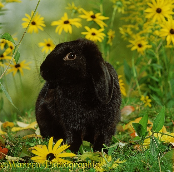 Black Dwarf Lop doe rabbit and yellow flowers
