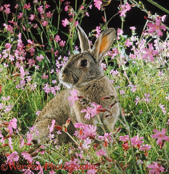 European Rabbit (Oryctolagus cuniculus) among pink flowers. Red Campion (Silene dioica)
