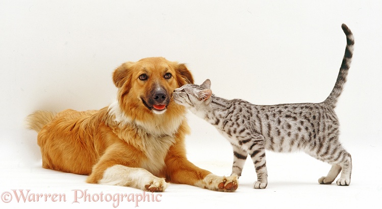 Silver spotted tabby cat sniffing Collie-cross bitch, Bliss, white background