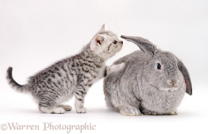 Silver-spotted kitten with silver Lop rabbit, white background